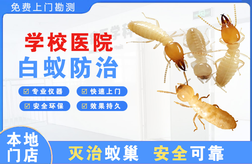 防城港学校医院白蚁防治